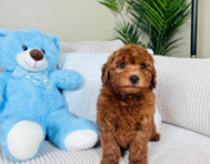 8 week old Mini Goldendoodle Puppy For Sale - Lone Star Pups