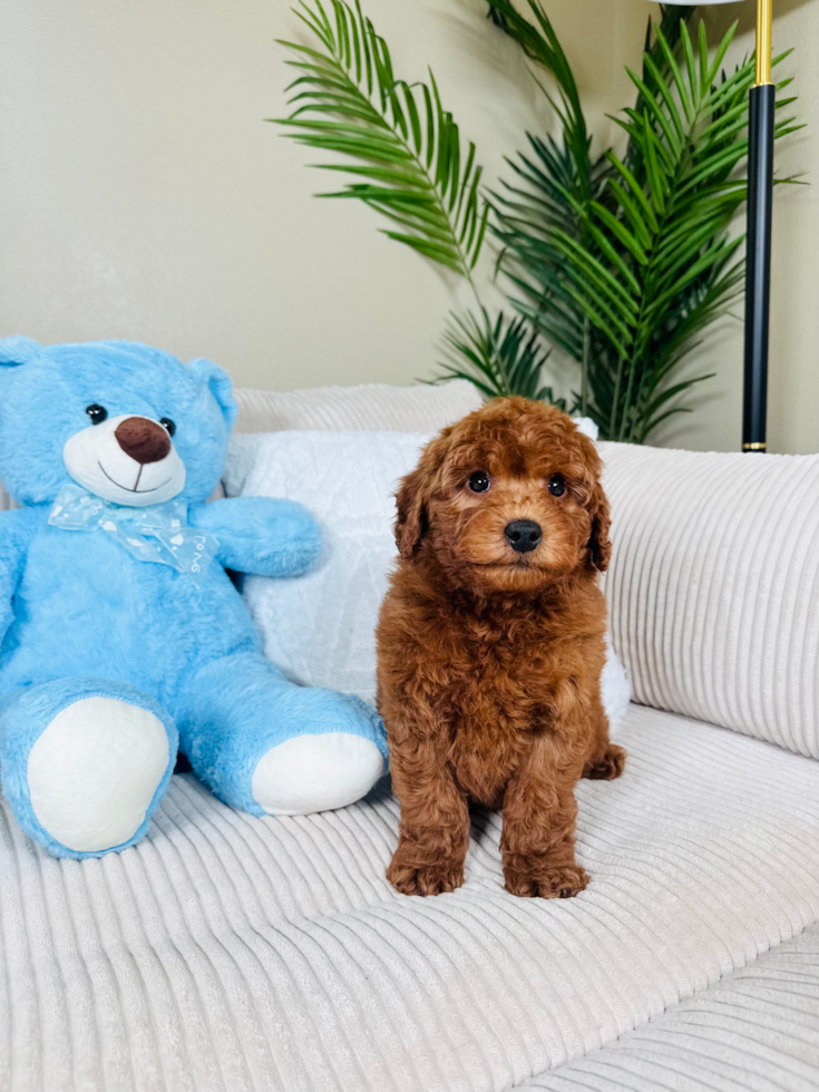 Best Mini Goldendoodle Baby