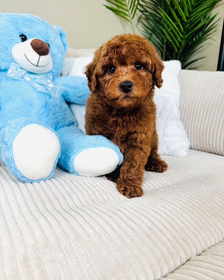 Cute Mini Goldendoodle Poodle Mix Pup