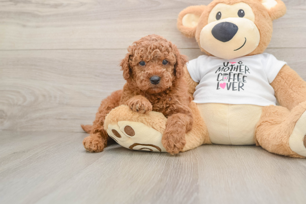Playful Mini Groodle Poodle Mix Puppy