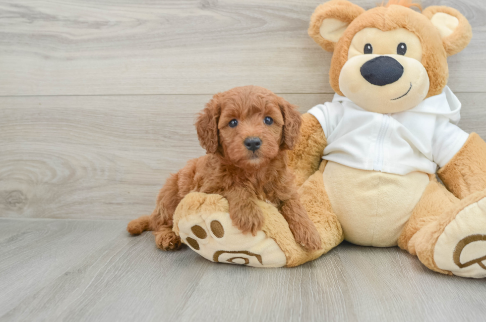 5 week old Mini Goldendoodle Puppy For Sale - Lone Star Pups