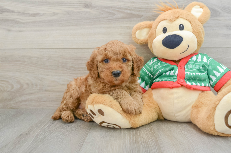 5 week old Mini Goldendoodle Puppy For Sale - Lone Star Pups