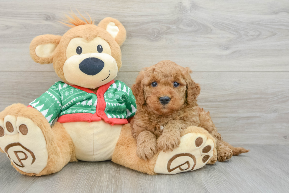 Mini Goldendoodle Pup Being Cute