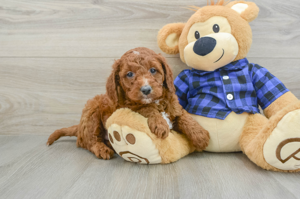 5 week old Mini Goldendoodle Puppy For Sale - Lone Star Pups