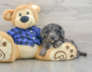 8 week old Mini Goldendoodle Puppy For Sale - Lone Star Pups