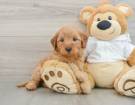 7 week old Mini Goldendoodle Puppy For Sale - Lone Star Pups