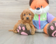7 week old Mini Goldendoodle Puppy For Sale - Lone Star Pups