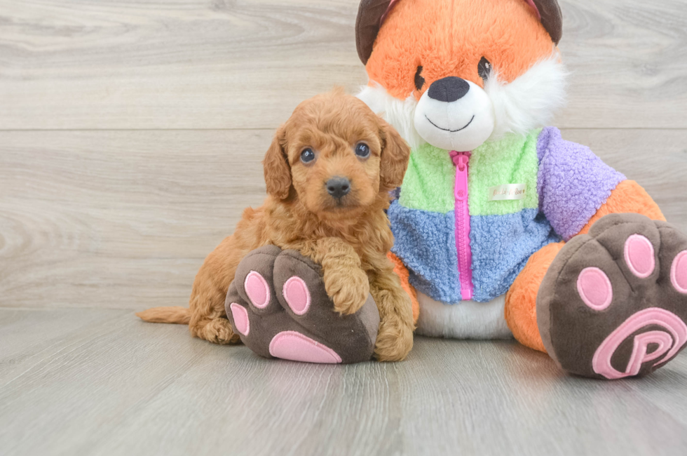 5 week old Mini Goldendoodle Puppy For Sale - Lone Star Pups