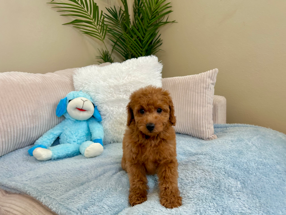 Cute Mini Goldendoodle Baby