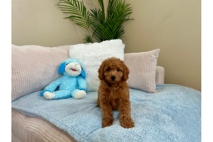 Cute Mini Goldenpoo Poodle Mix Puppy