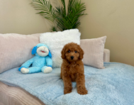 9 week old Mini Goldendoodle Puppy For Sale - Lone Star Pups
