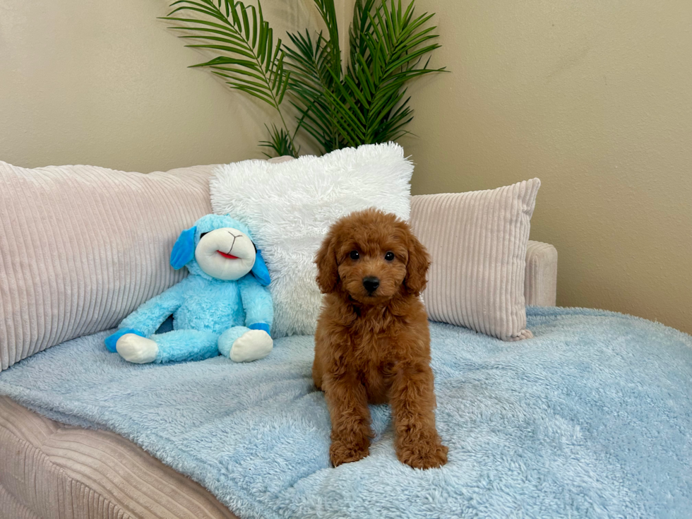 Cute Mini Goldenpoo Poodle Mix Puppy