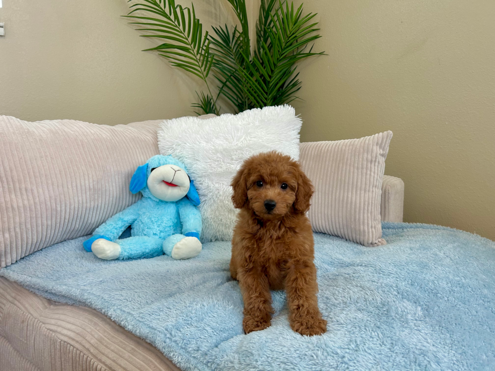Cute Mini Goldendoodle Baby