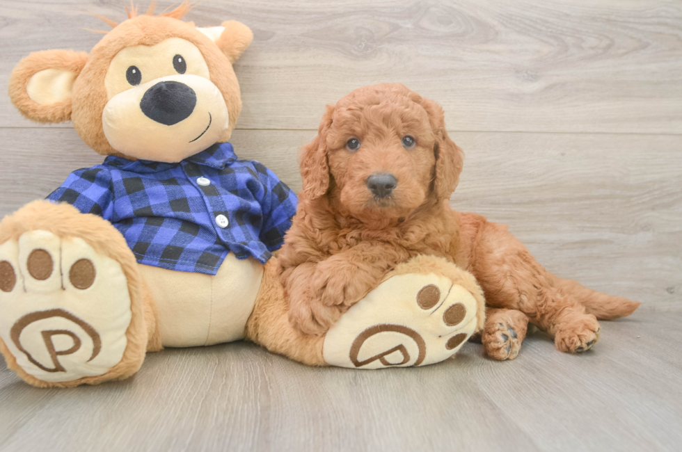 5 week old Mini Goldendoodle Puppy For Sale - Lone Star Pups