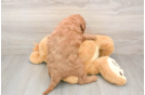Adorable Golden Retriever Poodle Mix Poodle Mix Puppy