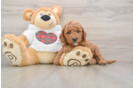 Mini Goldendoodle Puppy for Adoption