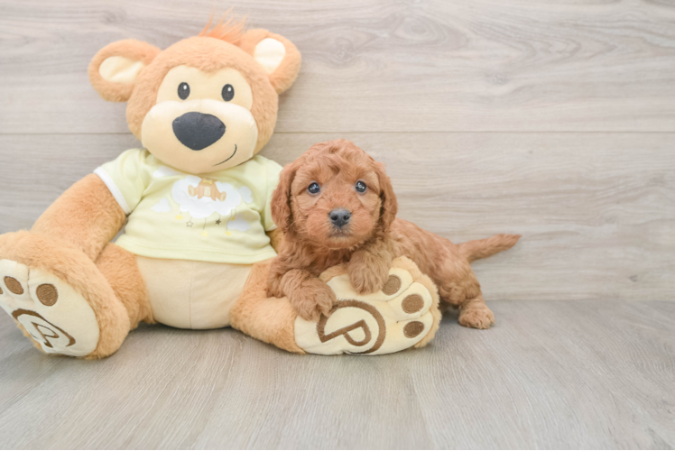 Adorable Golden Retriever Poodle Mix Poodle Mix Puppy