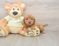 7 week old Mini Goldendoodle Puppy For Sale - Lone Star Pups