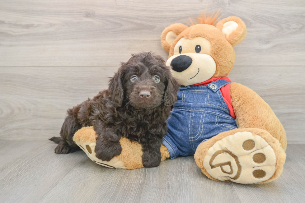 Best Mini Goldendoodle Baby