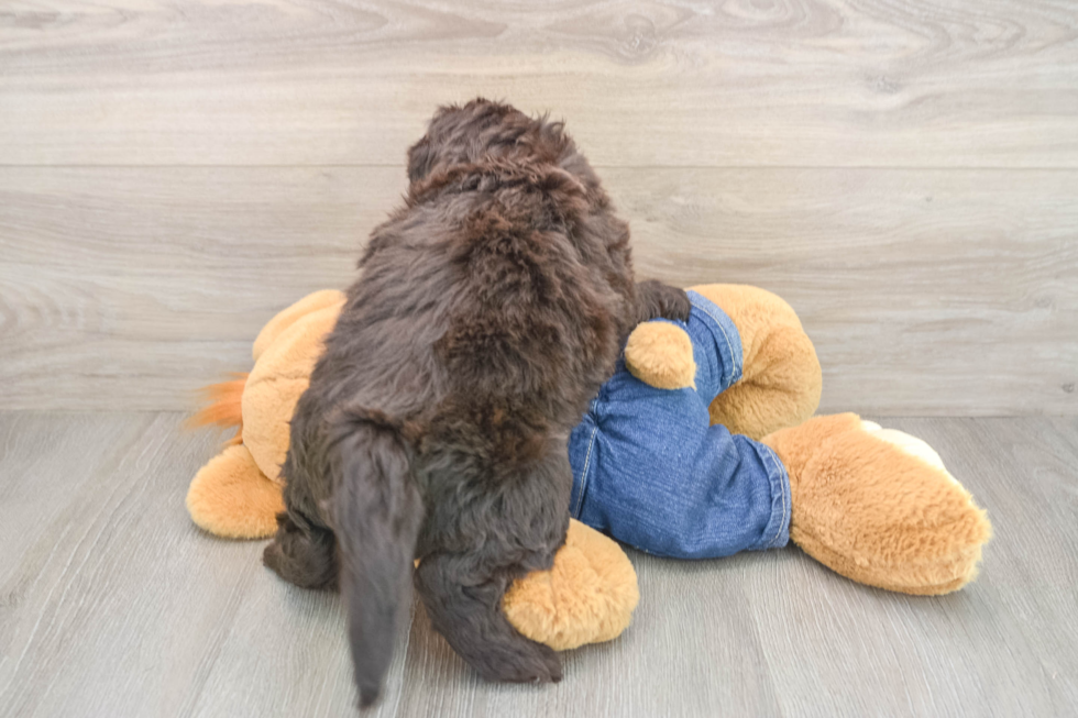 Cute Mini Goldendoodle Baby