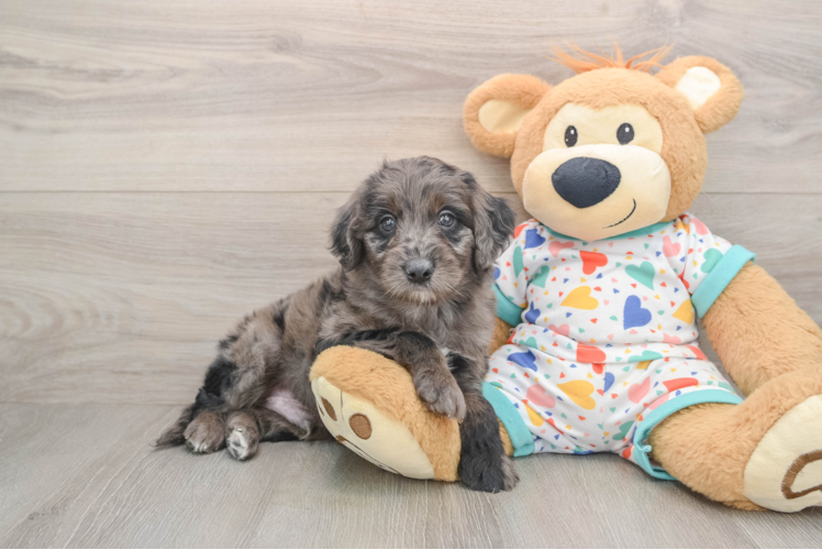 Energetic Golden Doodle Poodle Mix Puppy