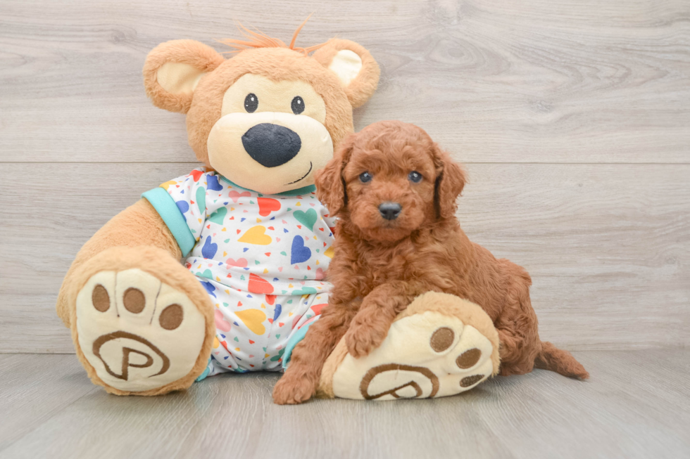 Small Mini Goldendoodle Baby