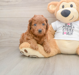 7 week old Mini Goldendoodle Puppy For Sale - Lone Star Pups