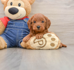 8 week old Mini Goldendoodle Puppy For Sale - Lone Star Pups
