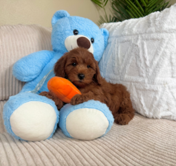 8 week old Mini Goldendoodle Puppy For Sale - Lone Star Pups