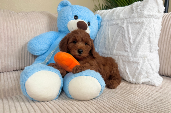 Best Mini Goldendoodle Baby