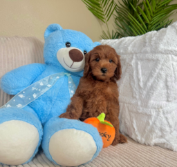 8 week old Mini Goldendoodle Puppy For Sale - Lone Star Pups