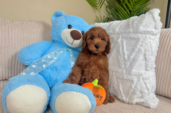 Best Mini Goldendoodle Baby