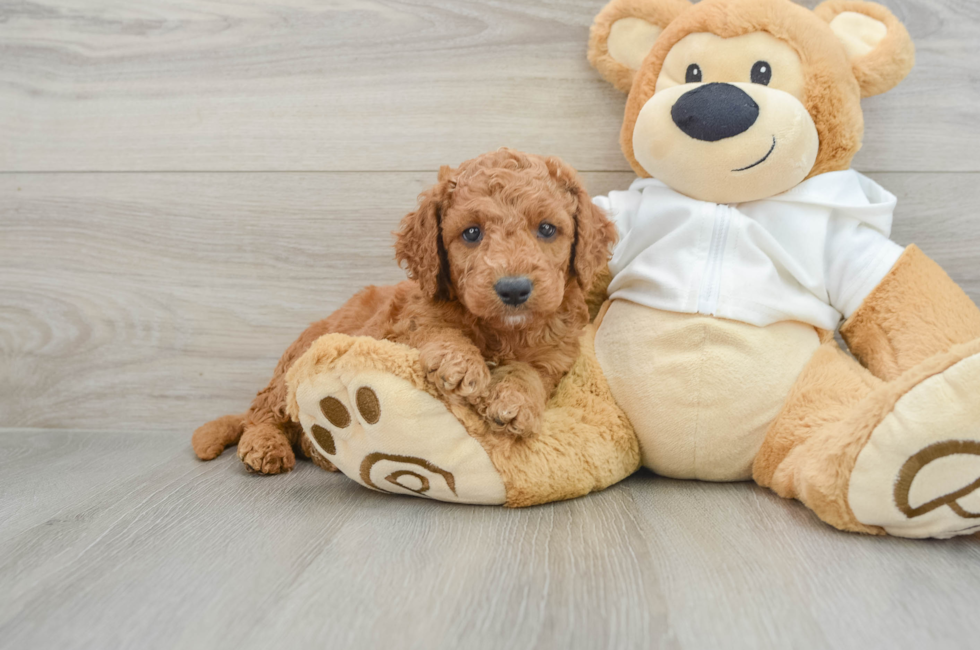 5 week old Mini Goldendoodle Puppy For Sale - Lone Star Pups