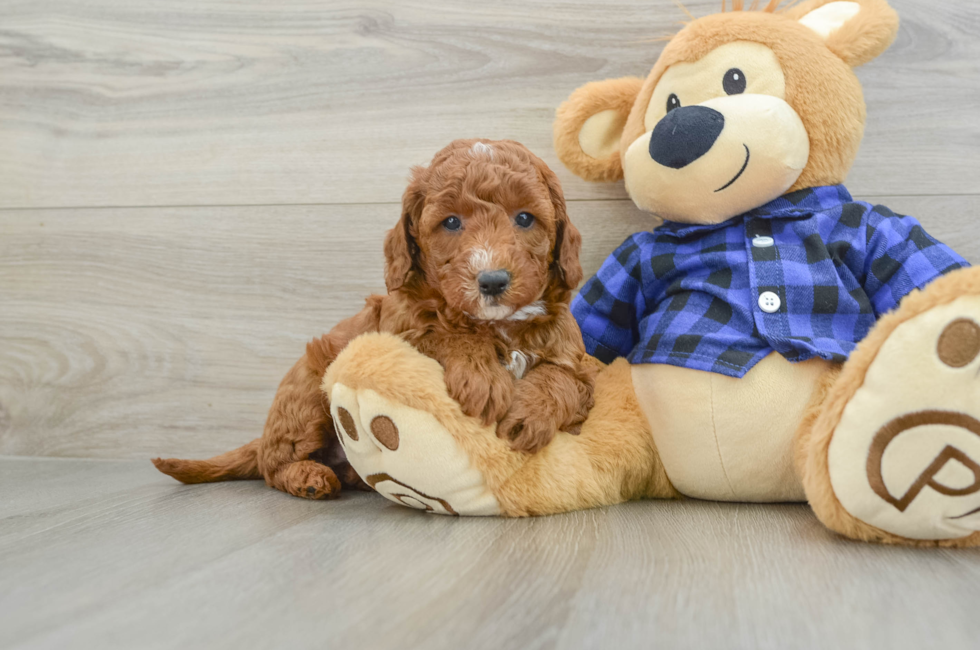 5 week old Mini Goldendoodle Puppy For Sale - Lone Star Pups