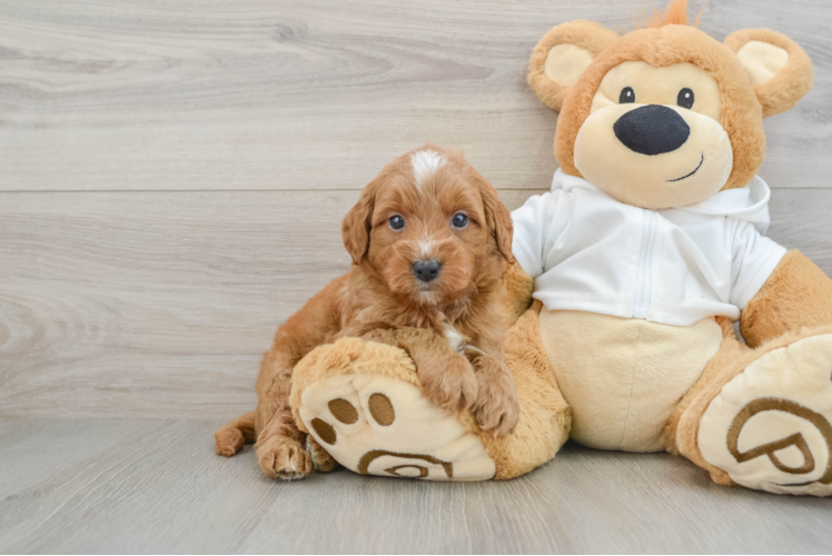Playful Mini Groodle Poodle Mix Puppy