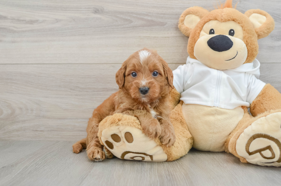 5 week old Mini Goldendoodle Puppy For Sale - Lone Star Pups