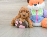 7 week old Mini Goldendoodle Puppy For Sale - Lone Star Pups