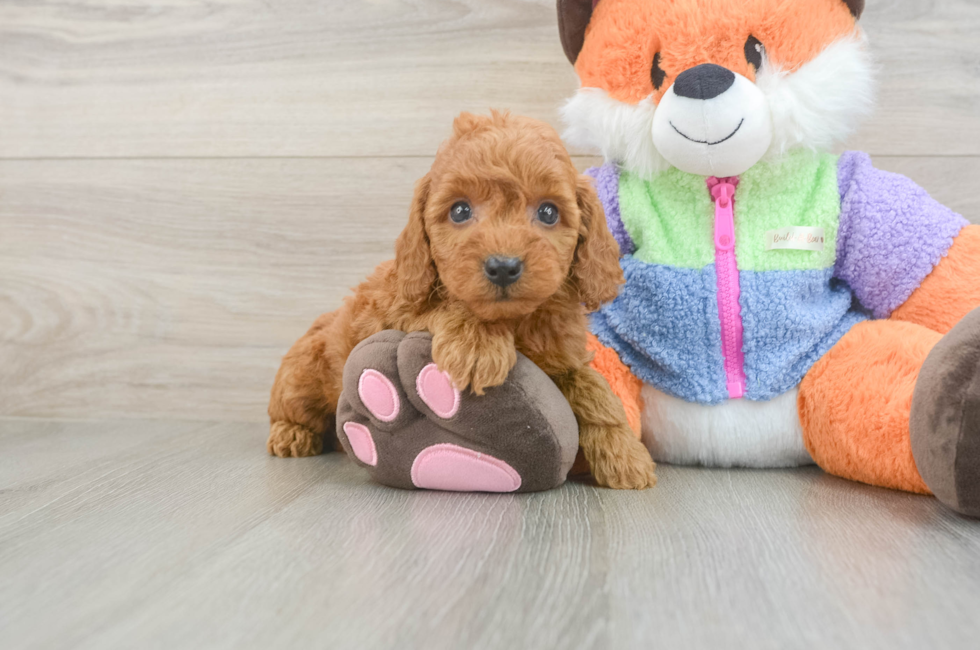 5 week old Mini Goldendoodle Puppy For Sale - Lone Star Pups