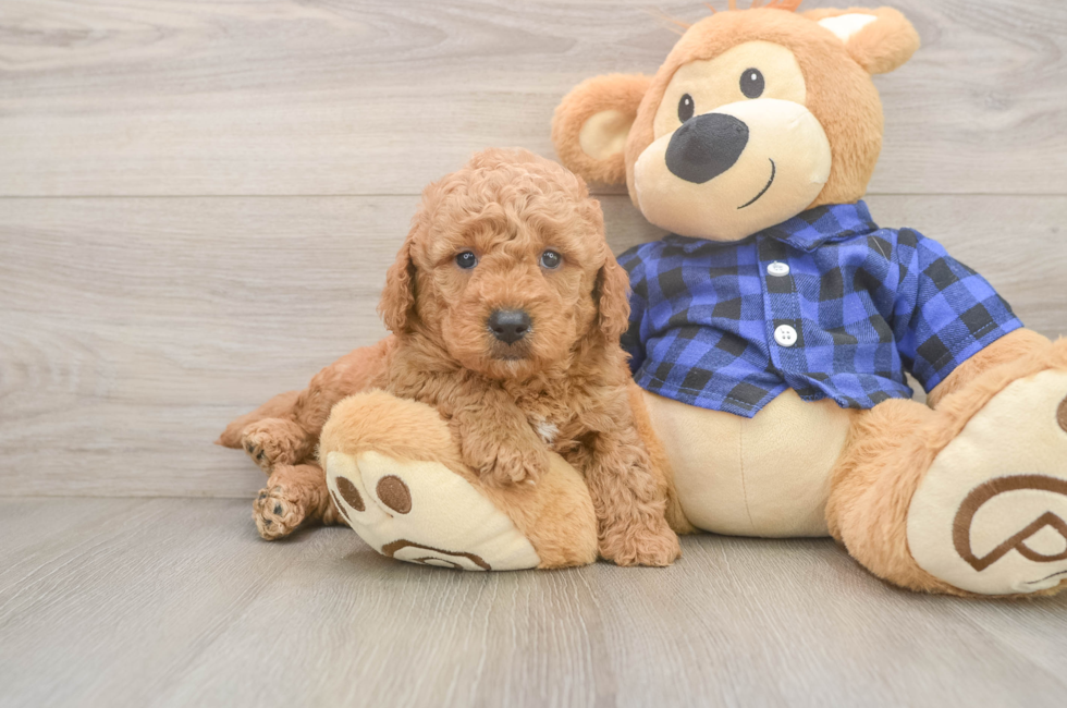5 week old Mini Goldendoodle Puppy For Sale - Lone Star Pups