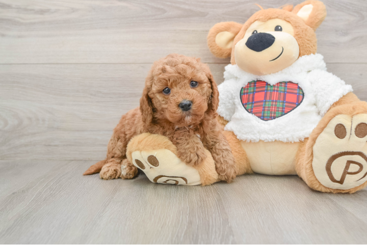 Fluffy Mini Goldendoodle Poodle Mix Pup