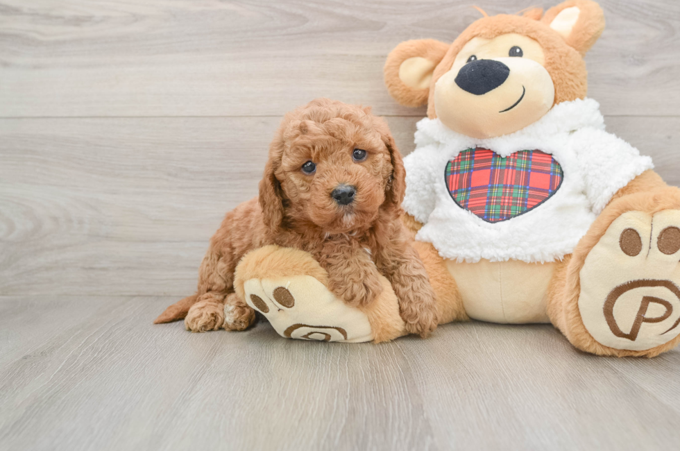 5 week old Mini Goldendoodle Puppy For Sale - Lone Star Pups