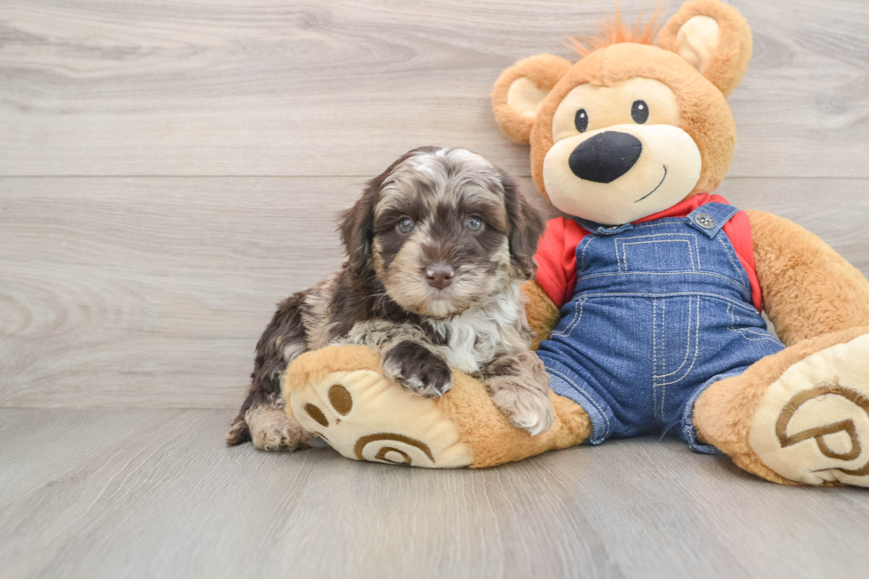 Mini Goldendoodle Puppy for Adoption