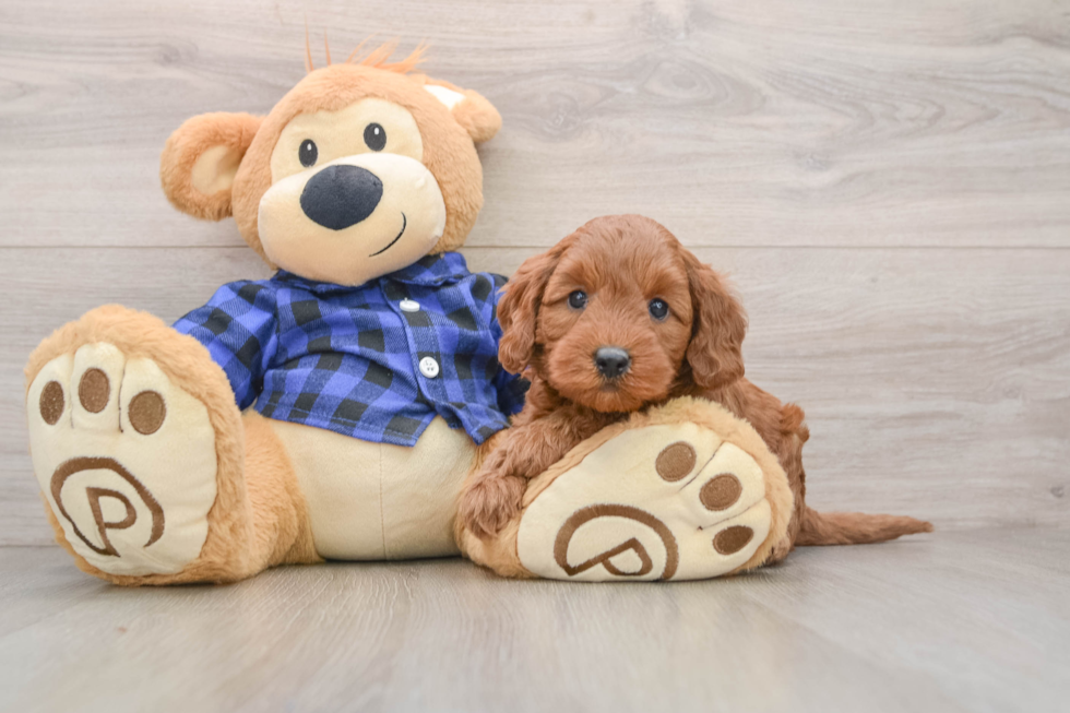 Mini Goldendoodle Pup Being Cute