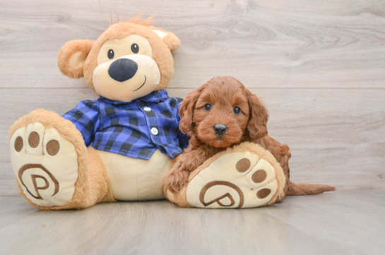 Mini Goldendoodle Pup Being Cute
