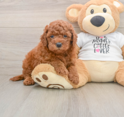 7 week old Mini Goldendoodle Puppy For Sale - Lone Star Pups