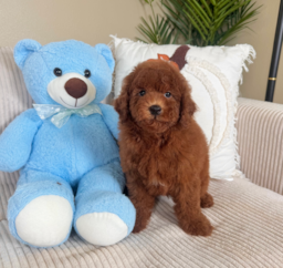 8 week old Mini Goldendoodle Puppy For Sale - Lone Star Pups