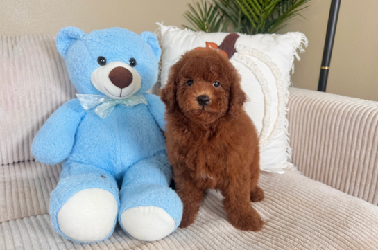 Cute Mini Goldendoodle Baby
