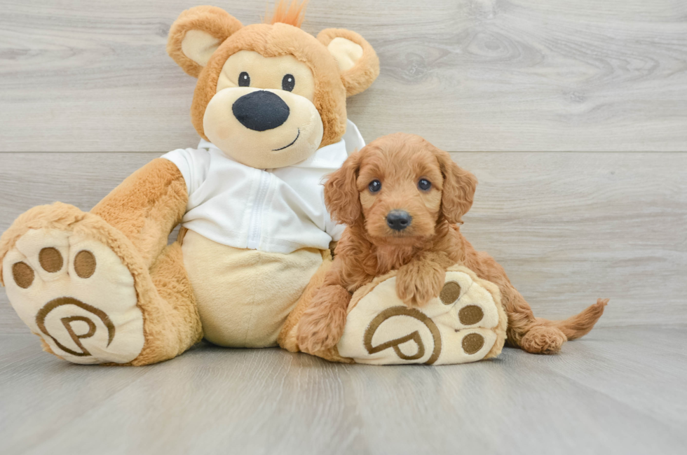 5 week old Mini Goldendoodle Puppy For Sale - Lone Star Pups