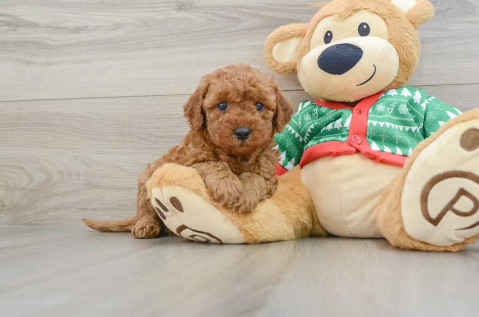 5 week old Mini Goldendoodle Puppy For Sale - Lone Star Pups