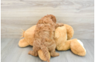 Mini Goldendoodle Puppy for Adoption